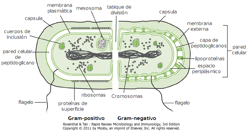 Estructura bacteriana - ¿Qué estructuras presentan las bacterias?